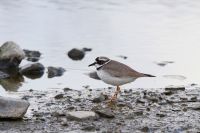 【イカルチドリ】（撮影地：筑後広域公園）極東の鳥で、日本では北海道では夏鳥ですが、本州、四国、九州では留鳥として繁殖しています。河川の中流域から上流域の河原などで見られ、海岸や干潟ではほとんど観察されません。