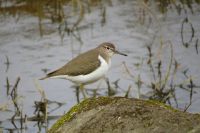 【イソシギ】（撮影地：橋本干拓）ユーラシアの中部から東部で広く繁殖し、冬は南へ移動するものもあります。日本では北海道では夏鳥ですが、各地で留鳥として一年を通じて各地の川・池・ダム・海岸などで普通に観察されます。