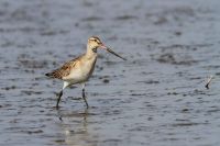 【オオソリハシシギ】（撮影地：橋本干拓）ユーラシア大陸北部に広く繁殖し、冬季は温帯から熱帯域に移動し、南半球にまで渡るものもいます。日本には旅鳥として春と秋に通過し、河口の干潟や海岸、入り江などで見られます。