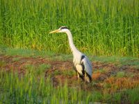 【アオサギ】（撮影地：柳川市三橋町）ユーラシア大陸中部以南に広く分布し、日本では、北海道以南での各地で繁殖しています。サギ類の中でもっとも大型の種類で、河川や田圃で魚やカエルなどを食べています。
