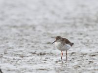 【アカアシシギ】（撮影地：橋本干拓）ユーラシアの中部以北で繁殖し、冬は南へ渡ります。日本でも北海道東部の湿原で繁殖していますが、他の地域には旅鳥として少数渡来します。