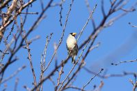 【イカル】（撮影地：瀬高町清水山）ユーラシア大陸の北東部に分布し、冬季はやや南に移動します。日本では北海道で夏鳥ですが本州から九州まで留鳥（漂鳥）として夏は山地で繁殖し、冬になると里まで降りてきます。