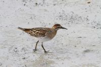 【ウズラシギ】（撮影地：橋本干拓）アジア大陸北東部で繁殖し、冬は南へ移動、赤道を越えて南半球まで渡るものもいます。日本には旅鳥として春と秋に渡来します。