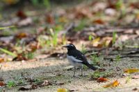 【セグロセキレイ】（撮影地：船小屋中の島公園）ほぼ日本の固有種ですが、越冬期には韓国や台湾などでも記録があります。国内では北海道では夏鳥ですが、本州から九州では留鳥として、河川中流部などの水辺に近い農耕地や住宅域で観察されます。