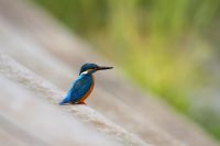 【カワセミ】（撮影地：筑後広域公園）旧北区の温帯から熱帯にかけて広く分布します。日本では北海道で夏鳥ですが、ほかの地域では留鳥として1年中観察できます。「水辺の宝石」と言われフアンが多く、探鳥会でも観察が期待される野鳥の一つです。