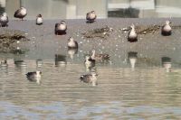 【カルガモ】（撮影地：みやま市瀬高町）極東地域に分布し、留鳥として一年中見ることの出来る大型のカモです。