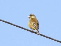 【カワラヒワ】（撮影地：柳川市三橋町）東アジアに繁殖分布し、北の個体群は冬季には南下します。国内には亜種カワラヒワC. s. minorが留鳥として生息するほか、冬季には大陸から亜種オオカワラヒワC. s. kawarahibaも渡来し、時には大群が越冬しています。山地から平地まで、農耕地を中心によく観察されます。