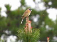 【ホオジロ】（撮影地：柳川市三橋町）ユーラシア大陸中部から東部にかけて分布し、あまり渡りをしません。日本では北海道では夏鳥ですが、本州から九州まで留鳥として農耕地や草原、牧草地などで普通に観察されます。