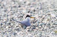 【コアジサシ】（撮影地：筑後市）　ほぼ世界共通種。日本では主に夏鳥として、各地の海岸や埋め立て地などの裸地に渡来して繁殖しますが、近年はそのような繁殖適地が少なくなり、本種の定期的な渡来場所が消えつつあります。