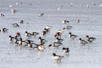 【ツクシガモ】（撮影地：橋本干拓）ヨーロッパからアジアまで分布しており、日本には越冬のため渡って来ますが、東日本には少なく、分布は九州北部に集中しています。泥質の干潟で甲殻類や藻類などをくちばしで濾しとって採餌するため、有明海沿岸では多数見られます。