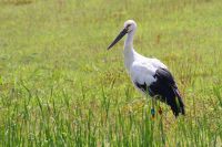 【コウノトリ】（撮影地：筑後広域公園）東アジア固有種ですが、日本で繁殖していたコウノトリは1986年2月28日に最後の飼育個体が死亡し、野生個体群は絶滅しました。その後も大陸からの越冬や迷行の個体が各地で記録されています。さらに、兵庫県豊岡市で人工繁殖に成功した個体群から2005年9月に放鳥が始まり、再生の試みが進められています。