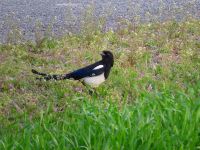 【カササギ】（撮影地：柳川市三橋町）ユーラシア大陸の中緯度域に広く分布し、基本的に留鳥です。日本では九州北部以外にも北海道苫小牧周辺や本州から四国にかけて局地的に繁殖記録があります。九州北部の個体群は人為的な移入によるものとされています。