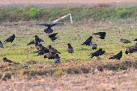 【ミヤマガラス】（撮影地：柳川市三橋町）ユーラシア大陸の東西にかけて広く分布し生息し、冬季はアフリカ北部、インドから中国に移動します。日本では、主に九州地方で冬期に大きな群れで農耕地などに渡来してきますが、最近では全国的に越冬分布が広がっています。