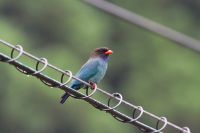 【ブッポウソウ】（撮影地：日向神ダム）東アジアからオーストラリアにかけて分布します。日本には夏鳥として飛来します。本州以南で繁殖しますが、個体数が減少しており、むしろ、春と秋の渡りの時期に旅鳥として見られることがあります。