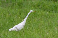 【ダイサギ】（撮影地：みやま市瀬高町）世界共通種。日本には中国東北部、ロシア極東部から越冬に南下してくる亜種ダイサギA. a. albaと、夏季に繁殖している亜種チュウダイサギA. a. modestaが分布しています。