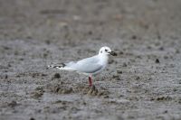 【ズグロカモメ】（撮影地：橋本干拓）中国北東部内陸の湖沼沿岸で繁殖し、冬季はロシア極東部から韓国、中国、日本および台湾で越冬します。世界の総生息確認数は5、000～8、000羽といわれ、カモメ類では最も個体数の少ない種のひとつとされています。日本では九州、特に有明海沿岸で越冬する個体が多く、九州の野鳥相を特徴付ける鳥の一つとなっています。