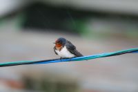 【ツバメ】（撮影地：柳川市三橋町）北半球全域に広く分布する夏鳥で、冬には熱帯地方や南半球に渡ります。日本でも夏鳥の代表と言える鳥です。毎年春になってツバメの到来で季節を感じる方も多いでしょう。人家の軒先や建造物に巣をつくり、人の近くで繁殖します。秋の渡りの季節になると芦原などをねぐらにする大群が見られることがあります。