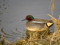 【コガモ】（撮影地：筑後広域公園）ユーラシア中部で繁殖し、冬季は南に渡ります。冬鳥として全国的に飛来します。