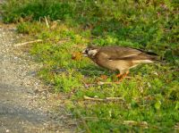 【ムクドリ】（撮影地：柳川市三橋町）北東アジアに分布し、北方で繁殖している個体群の一部は冬には南に移動します。日本では北海道から九州まで留鳥として人里近くに生息し、時には街路樹などに集団でねぐらを作り騒音と悪臭でトラブルになることもあります。