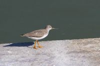 【ソリハシシギ】（撮影地：橋本干拓）ユーラシア大陸の東北部で繁殖し、ペルシャ湾、アフリカ大陸南部から、インド、アジア、オーストラリアにかけての沿岸部で越冬します。日本では旅鳥として春と秋に各地の沿岸で見られます。