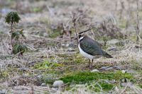 【タゲリ】（撮影地：昭代干拓）ユーラシア大陸中央部に広く繁殖分布し、冬には南に渡ります。日本では本州以南で越冬しています。分布は局地的ですが、広い耕地などで集団が見られます。