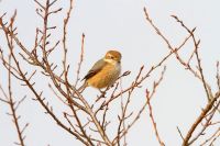 【モズ】（撮影地：柳川市三橋町）極東アジアに分布し、日本では北海道で夏鳥、南西諸島では冬鳥ですが、本州から九州にかけては留鳥として周年分布します。秋になると、雄も雌も一羽ずつ縄張りを持ち、高鳴きをして縄張りを主張します。