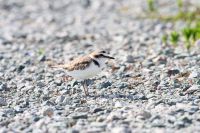 【シロチドリ】（撮影地：筑後市）ほぼ世界共通種。北半球の温帯地域から南半球にまで広く分布し、おもに海岸で見られます。日本では北海道では夏鳥ですが、本州以南・琉球列島まで留鳥です。かつては有明海の干潟で多数観察されましたが、近年は激減しており、干潟・砂浜で少数見られるだけになりました。