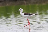 【セイタカシギ】（撮影地：みやま市瀬高町）非常に長い脚が特徴です。ほぼ世界共通種で、温帯から熱帯地域で繁殖し、北の個体群は冬季には南に移動します。日本では、かつては珍しい鳥でしたが、近年、関東や中部地方をはじめ、琉球列島まで局地的に繁殖が確認され、観察する機会が増えています。