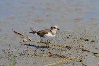 【コチドリ】（撮影地：みやま市瀬高町）極北部を除くユーラシア大陸からアフリカ北部、東南アジアまで広範囲で繁殖し、ユーラシア大陸南部からアフリカで越冬します。 日本では主に夏鳥として各地で繁殖していますが、繁殖に適した砂礫地などが減少しているためか、以前に比べて個体数は減っているようです。