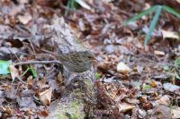 【クロジ】（撮影地：みやま市瀬高町）本州西南部や九州では冬鳥で、アオジよりもやや暗い藪などで越冬しています。黒っぽい色合いもあって姿はなかなか見づらい鳥です。