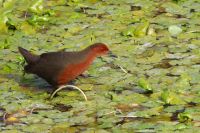 【ヒクイナ】（撮影地：柳川市三橋町）アジアの鳥で、中国東部や台湾、日本などで繁殖し、インドシナ半島から中国南部、日本では本州中部以南で越冬します。九州ではほぼ留鳥と考えられます。