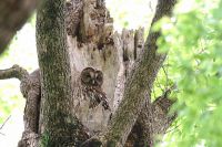 【フクロウ】（撮影地：八女）ユーラシア大陸北部に広く分布し、冬も同じ所に留まることが多いようです。日本では、北海道から九州まで主に農耕地近くの森林に生息していますが、いくつかの亜種に分けられ、九州の個体群は亜種キュウシュウフクロウS. u. fuscescensとされていますが、分類については検討が必要とされています。