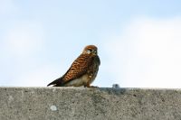 【チョウゲンボウ】（撮影地：橋本干拓）小型のハヤブサの仲間で、ユーラシア大陸からアフリカにかけて広く分布し、北の鳥は冬季には温帯から熱帯に渡って越冬します。日本では本州中部以北では留鳥として繁殖していますが、九州では冬鳥として渡来し、干拓地などの農耕地や草原で昆虫やネズミなどを捕食しています。