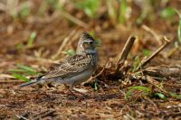 【ヒバリ】（撮影地：柳川市三橋町）ユーラシア大陸とアフリカ北西部に広く分布していますが、日本の個体群は独立種とすべきという考えもあります。留鳥として本州から九州に繁殖分布し、干拓地や農耕地などの平野部では普通に見られますが、山間部で見られることは少ないようです。