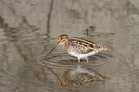 【タシギ】（撮影地：昭代干拓）ユーラシア大陸と南北アメリカ大陸で繁殖し、冬季は温帯や熱帯地方に渡ります。日本には、春・秋に旅鳥又は冬鳥として飛来します。