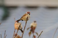【スズメ】（撮影地：柳川市三橋町）各地で留鳥として人家の近くに生息しているため年中観察されますが、近年、その数が激減していることが報告されています。