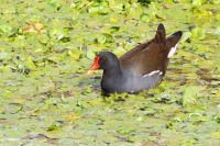 【バン】（撮影地：柳川市三橋町）オセアニアを除く全世界の熱帯、温帯に広く分布しています。寒冷地の個体は冬には南に移動するようですが、各地でほぼ留鳥で、同一個体が周年同じ所に生息しています。