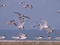 【ベニアジサシ1】（撮影地：三池島）ほぼ世界共通種として、温帯から熱帯地域に広く分布しています。日本に渡来する亜種S. d. bangsi　は、中国南東部から琉球列島、フィリピン、マレーシア西部などで繁殖し、北の個体群は冬季にはフィリピンやインドネシアに渡るとされています。