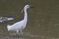【コサギ】（撮影地：柳川市・昭代干拓）ユーラシア大陸の温帯から熱帯にかけて広く分布し、日本では、本州以南で留鳥又は夏鳥として水辺環境で普通に見られます。