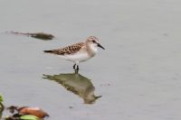 【トウネン】（撮影地：みやま市）ユーラシア大陸東北部と北米大陸北西部で繁殖し、冬は東南アジアからニュージーランドやオーストラリアまで渡ります。日本には旅鳥として春と秋に多数渡来し、少数が越冬します。