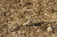 【タヒバリ】（撮影地：橋本干拓）本州以南に冬鳥として渡来し、干拓地や農耕地などの低平地で小集団が観察されます。
