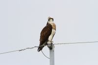 【ミサゴ】（撮影地：みやま市瀬高町）北半球全域とインドから東南アジアで繁殖し、北の個体群は冬季に南に渡ります。日本では九州以北で留鳥として繁殖分布しています。魚類食に特化している猛禽類で、沿岸地域や河川、ダムなどで観察されます。