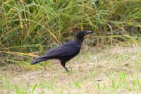 【ハシボソガラス】（撮影地：柳川市三橋町）ヨーロッパとアジア全域に留鳥として生息しています。ハシブトガラスと同所的に見られますが、本種は主に農耕地から低山域で見られることが多いようです。