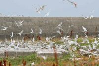 【ベニアジサシ2】（撮影地：三池島）九州では1994年に福岡県大牟田市の三池島（旧三井三池炭鉱の人工島）で集団繁殖している個体群が確認され、生息調査が続けられています。足環標識による調査で、三池島のベニアジサシが、約6、500ｋｍも離れたオーストラリアのグレートバリアリーフのスウェイン礁付近で越冬していることが確認されています。