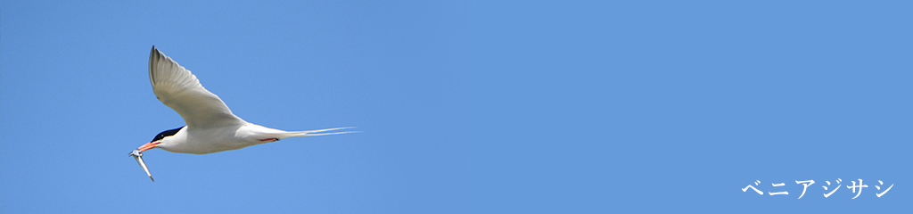 ベニアジサシ