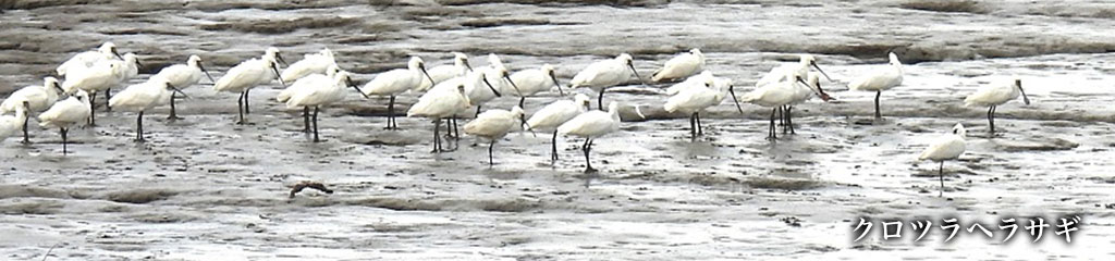 クロツラヘラサギ