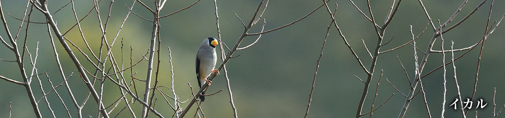 イカル
